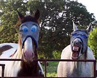 funny-horses.jpg